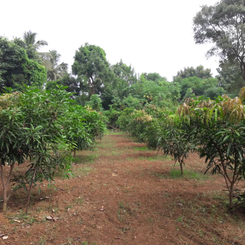 Fruit Plants & Grafted Saplings